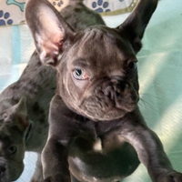 Buldog francesi occhi azzurri maschi