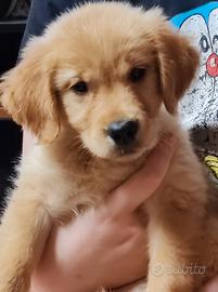 Cuccioli di Golden retriever