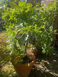 Quercia in vaso Terracotta