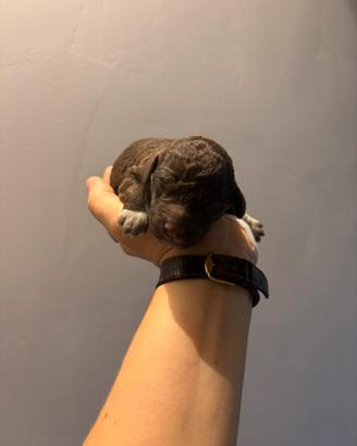 Lagotto romagnolo