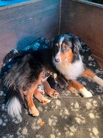 Aussie pedigree