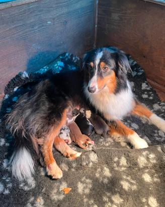 Aussie pedigree