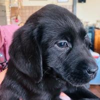 Femmine di Labrador nere
