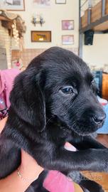 Femmine di Labrador nere