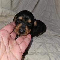 Bassotto nero focato M4