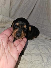 Bassotto nero focato M4