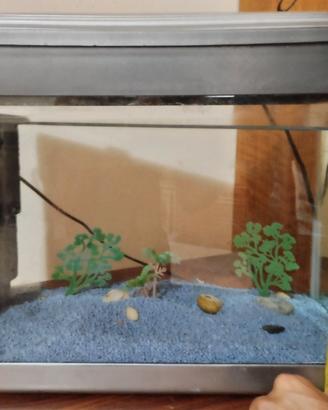 acquario