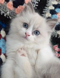 Ragdoll Cucciola Meravigliosa