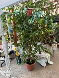 Ficus benjamin 2 metri