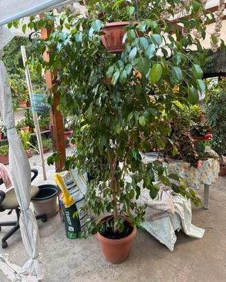 Ficus benjamin 2 metri
