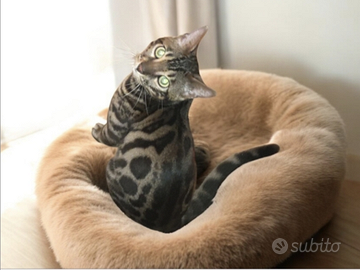 Gatto Bengala maschietto