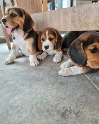 Beagle