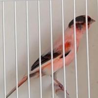 Canarini Arlecchini Portoghesi