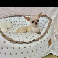Chihuahua