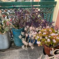 Piante grasse da esterno e da interno