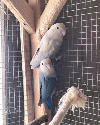 Coppia inseparabili Reseicollis