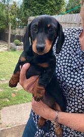 Cuccioli bassotti kaninchen nero maschi