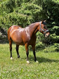 Cavalla