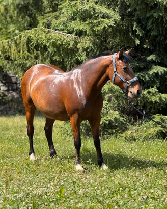 Cavalla