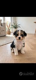 CUCCIOLO MALTIPOO MINI TOY