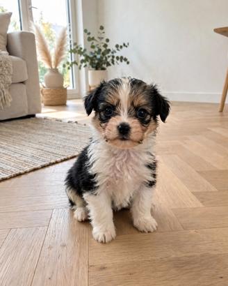 CUCCIOLO MALTIPOO MINI TOY