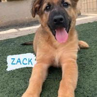 Cucciolo in adozione