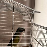 Papagalo Parrocchetto