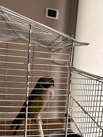 Papagalo Parrocchetto