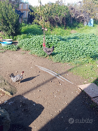 Gallo collo nudo amrock