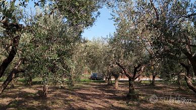 Terreno soleggiato e pianeggiante, a uliveto