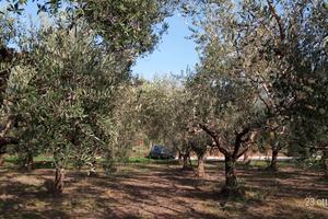 Terreno soleggiato e pianeggiante, a uliveto