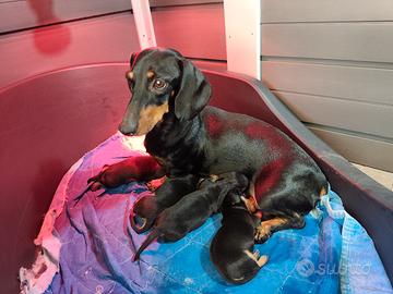 cuccioli di cane razza Bassotto tedesco taglia nan