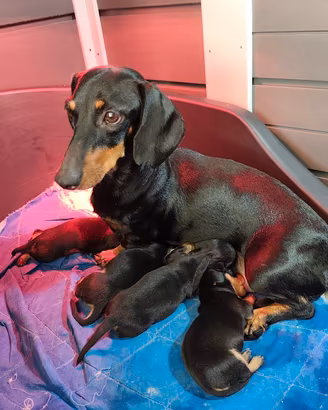 cuccioli di cane razza Bassotto tedesco taglia nan