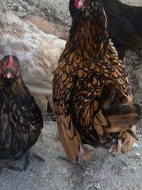 Gallo sebright