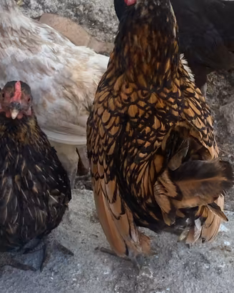 Gallo sebright