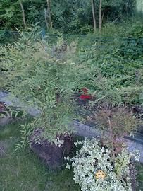 Nandina