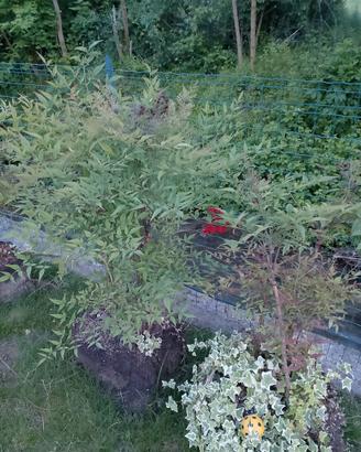 Nandina
