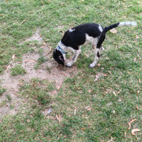Cani da tartufi