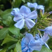 Gelsomino azzurro (Plumbago)