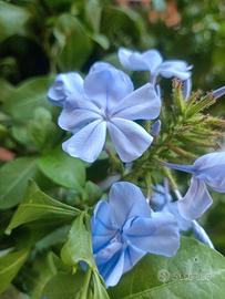 Gelsomino azzurro (Plumbago)