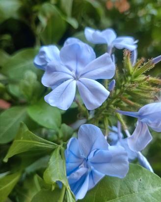 Gelsomino azzurro (Plumbago)