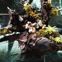 vasi in radica o tronchi in legno 