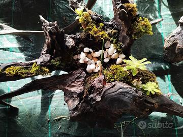 vasi in radica o tronchi in legno 