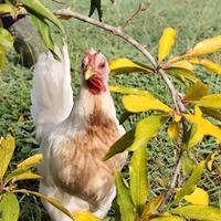 Galline ornamentali allevate in purezza