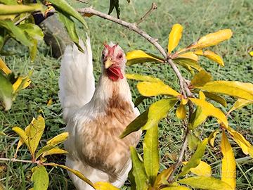 Galline ornamentali allevate in purezza