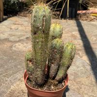 cerus altezza 25 cm circa