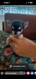 Chihuahua