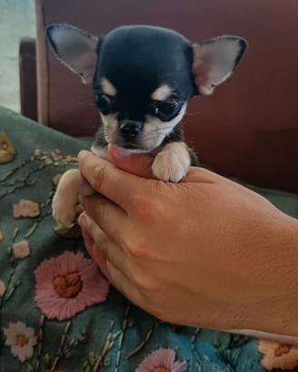 Chihuahua