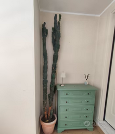 ESEMPLARE RARO CACTUS SCULTOREO CEREUS MONSTROSUS