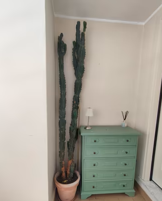 ESEMPLARE RARO CACTUS SCULTOREO CEREUS MONSTROSUS